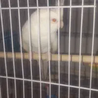 عروس هلندی ماده سفید سالمه سالم