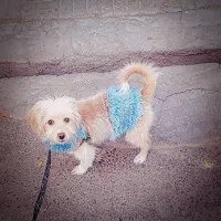 سگ مالیتز باهوش