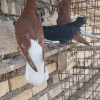 پرنده رنگی|پرنده|کارون, |دیوار