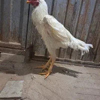 خروس لاری|حیوانات مزرعه|میبد, |دیوار