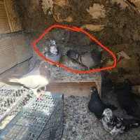 کبوتر|پرنده|سرپل ذهاب, |دیوار