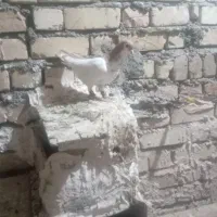 کبوتز|پرنده|خور (فارس), |دیوار