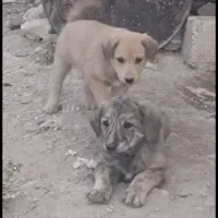 واگذار دوتا توله سگ نر سرابی اصل اصل|سگ|داراب, |دیوار