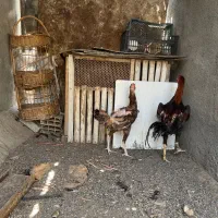 خروس لاری   مرغ لاری