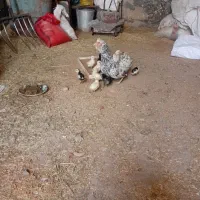 مرغ گلین زیبا با 12 جوجه