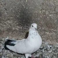 کبوتر|پرنده|اردبیل, |دیوار