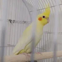 عروس دس باز|پرنده|پاوه, |دیوار