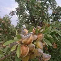 مرغوب ترین نهال گردوبادام میوه در نهالستان غرب