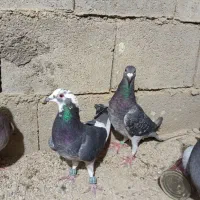 سه جفت نرماده پلاکی