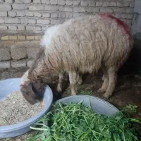 گوسفند با بره|حیوانات مزرعه|حمیدیه, |دیوار