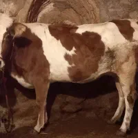 فروش گاو اصیل