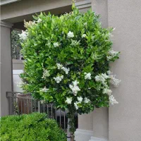 فروش تعدادی گل و درخت میوه