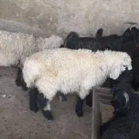 گوسفندمناسب قربانی