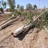 قطع نخل و درخت با خرید چوب درخت|خدمات باغبانی و درختکاری|بندر دیر, |دیوار