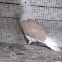 کبوتر