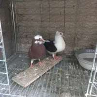 جوجه شازده