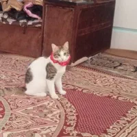 واگذاری گربه|گربه|تهران, دستغیب|دیوار