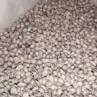 لوبیا چیتی|خوردنی و آشامیدنی|شیراز, شهدای شهرک سعدی|دیوار