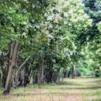 سرایداری باغ ویلا