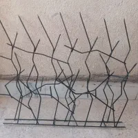 انواع شاخ گوزنی