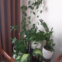 تعدادی گل طبیعی با گلدان|گل و گیاه طبیعی|پردیس, فاز ۱۱|دیوار