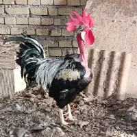 تخم مرغ گلین