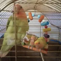طوطی کوتوله باقفس