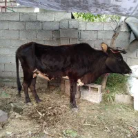 یک راس گاو داشتی