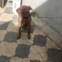 واگذاری سگ سرابی|سگ|شیراز, شیخ علی چوپان|دیوار