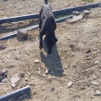 سگه ماده