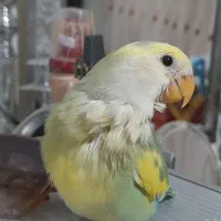 طوطی برزیلی خوشرنگ|پرنده|تهران, باشگاه نفت|دیوار