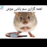 کیپ سمپاشی+موریانه سوسک ساس موش+سم پاشی حشرات|خدمات نظافت|اهواز, گلستان|دیوار