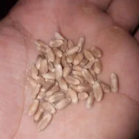 بذر گندم احسان