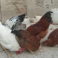 مرغ محلی