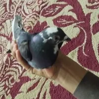 کفتر ماده موشی هوایی|پرنده|سراوان, |دیوار
