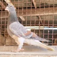 کبوتر شهری