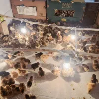 جوجه گلپایگانی سه‌روزه