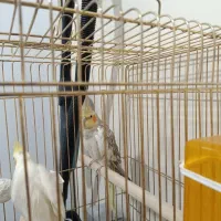 یه جفت عروس هلندی مولد سالم سرحال بهترین رنگ|پرنده|همدان, |دیوار