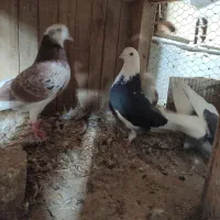 6تا کبوتر آس|پرنده|شاهرود, |دیوار