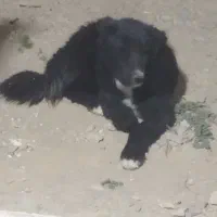 سگه گله|سگ|عسگران, |دیوار