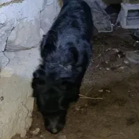 بوبی پاکوتا ماده نه ماهه