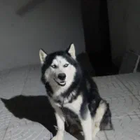 سگ نر با هاسکی بالغ