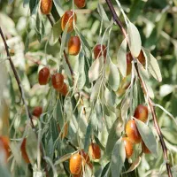 فروش نهال تمامی ارقام با ضمانت کیفیت و پشتیبانی|خدمات باغبانی و درختکاری|اردبیل, |دیوار