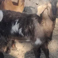 گوسفند فروشی|حیوانات مزرعه|گنبکی, |دیوار