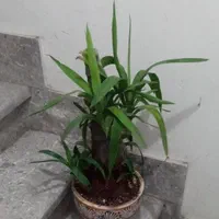 دو عدد گلدان گیاه یوکا بُنسای|گل و گیاه طبیعی|تهران, خواجه نظام الملک|دیوار
