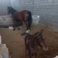 مادیان و کره