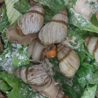 حلزون سوپر مولد و۳۰ کیلو مکمل|خزنده|تهران, تهرانسر مرکزی|دیوار