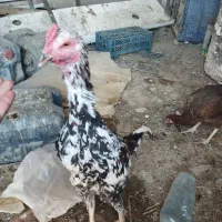 مرغ خروس نصل دار