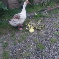 جوجه غاز محلی