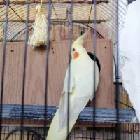 عروس هلندی نر وماده|پرنده|ارومیه, |دیوار